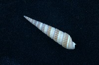 藏品(紅筍螺)的圖片